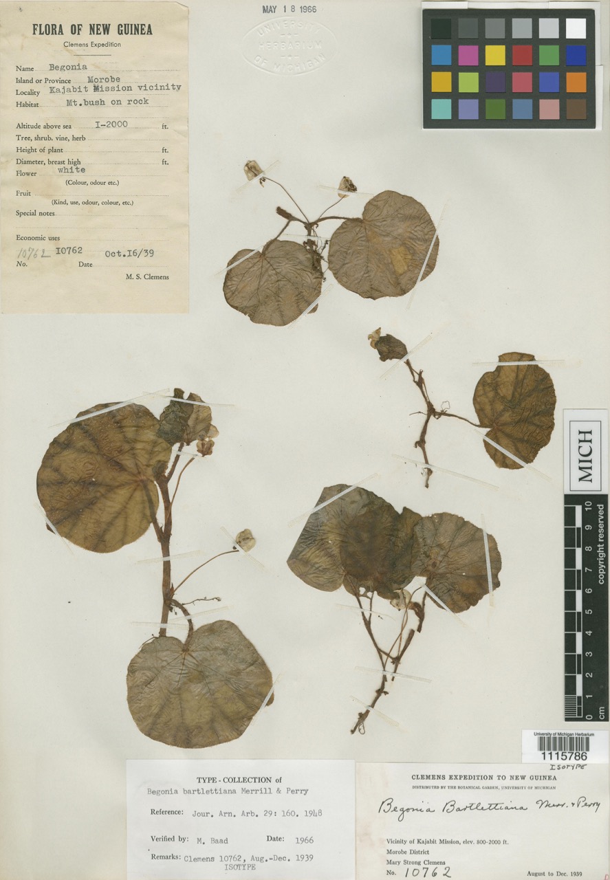 B. bartlettiana
